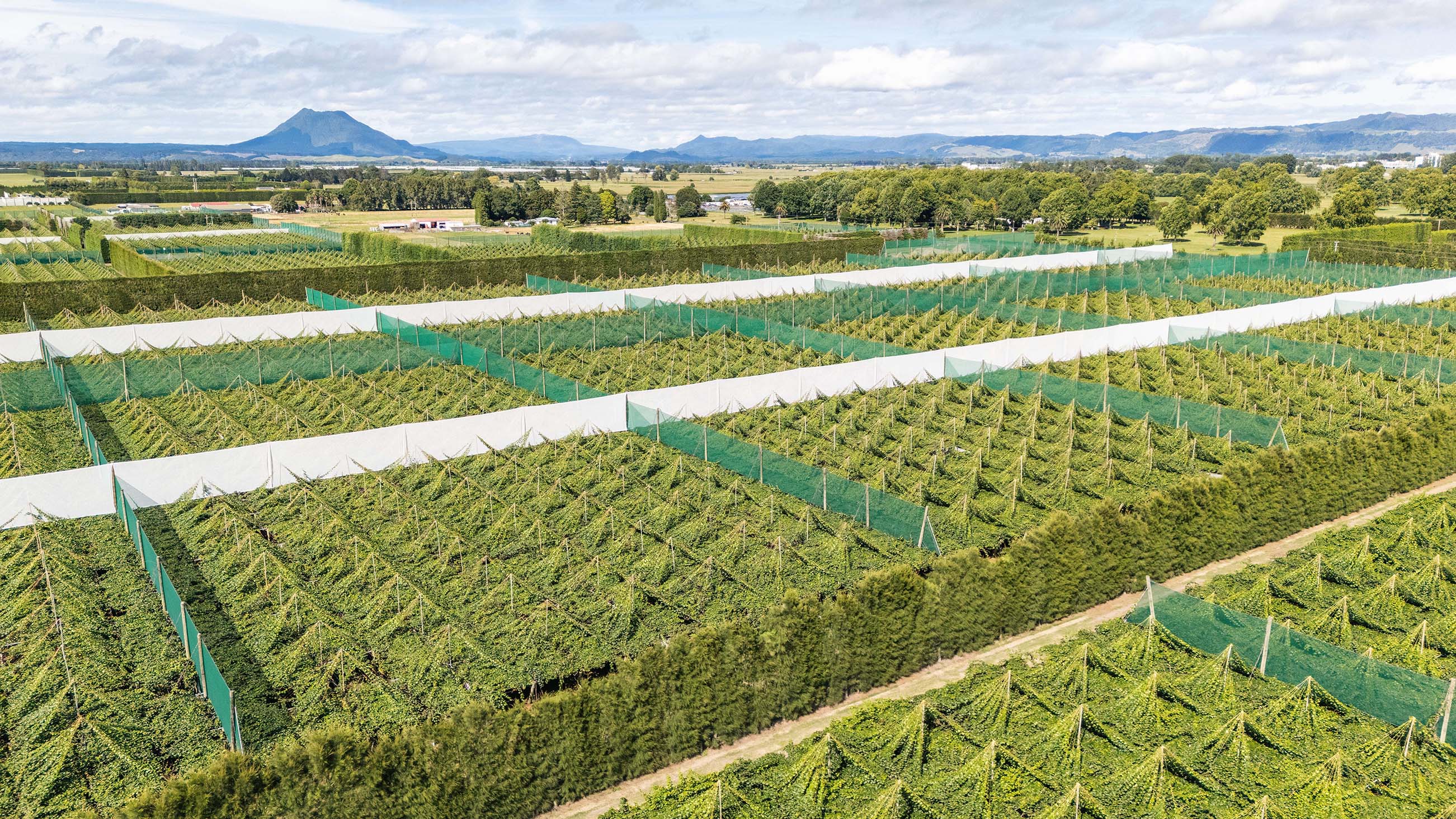 26_NZME_January_Kiwifruit Property