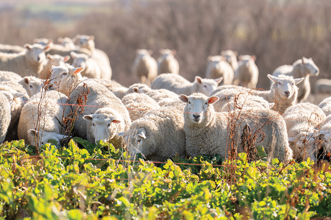 PE_SPR26_Braeside_Sheep