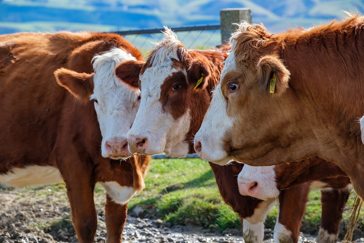 PE_SPR26_Report_Cattle
