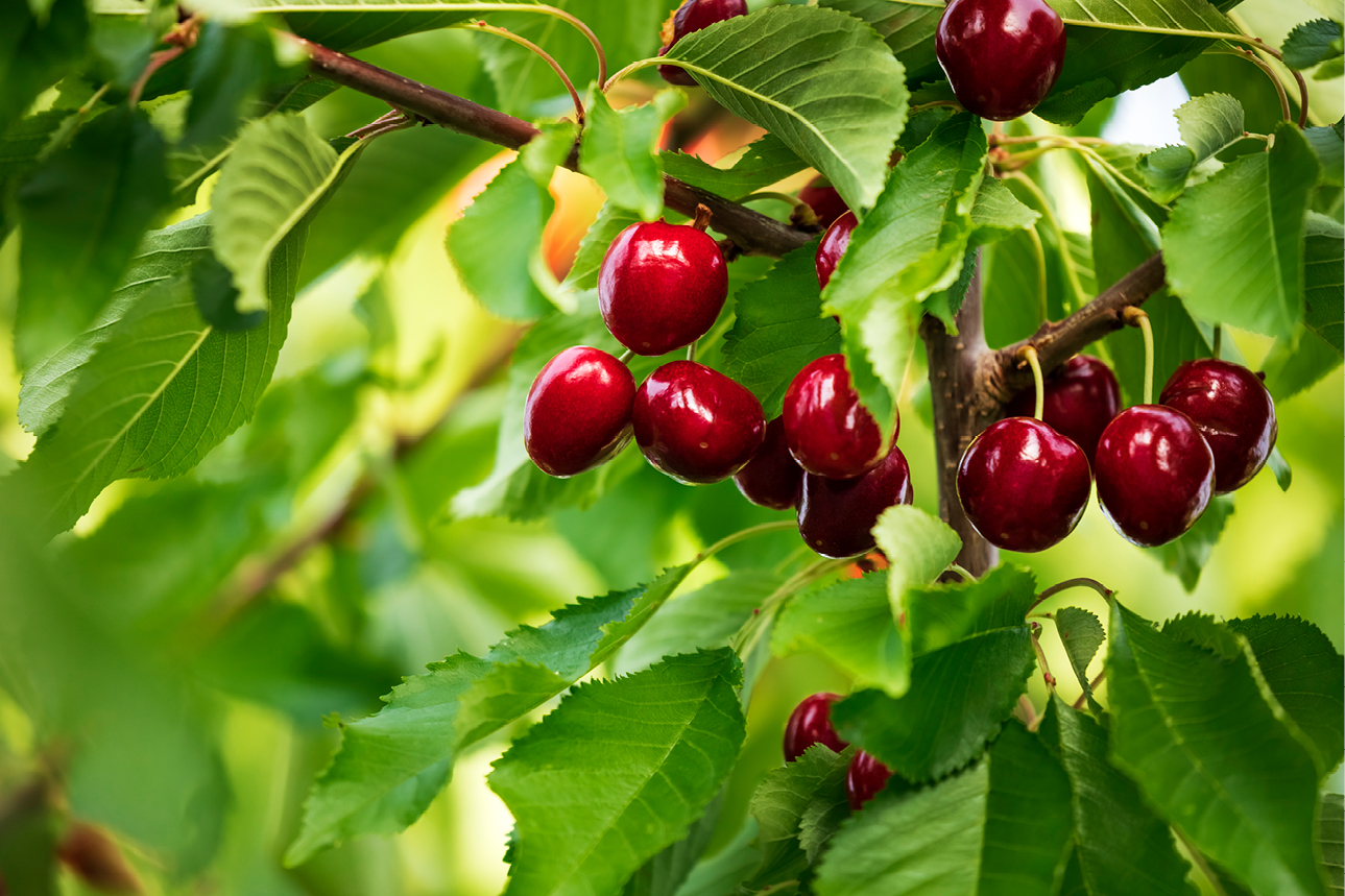 PE_SPR26_Report_Cherries