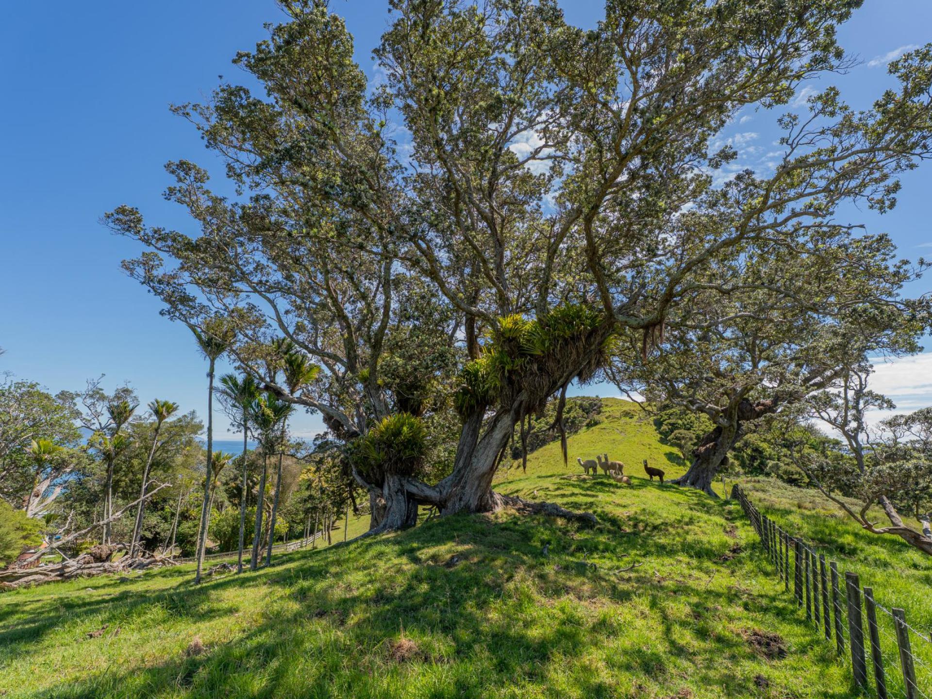 . Sh25 Te Rerenga-Kuaotunu Road, Kuaotunu . Sh25 Te Rerenga-Kuaotunu Road, Kuaotunu