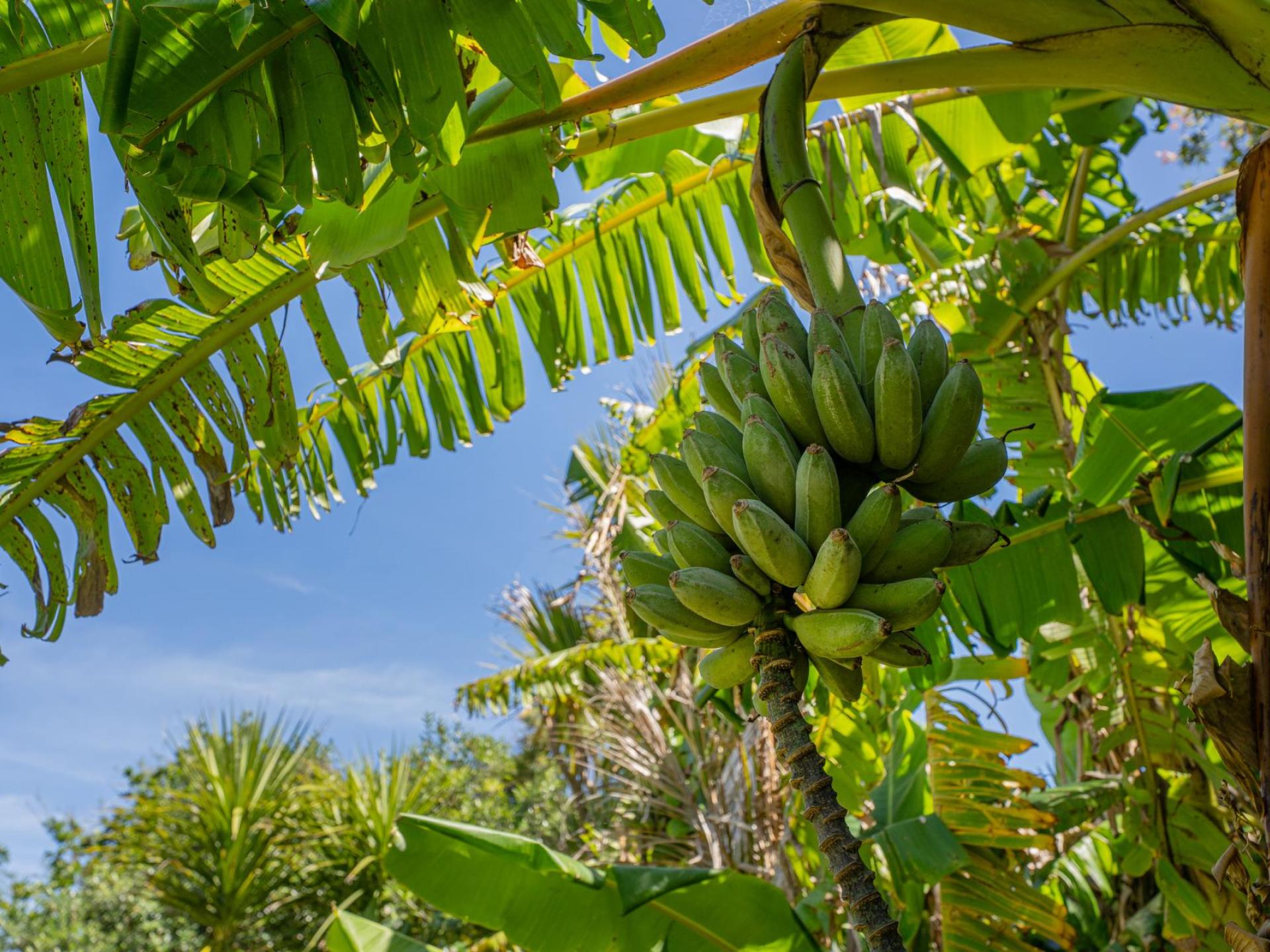 248 Sh25, Kuaotunu 248 Sh25, Kuaotunu