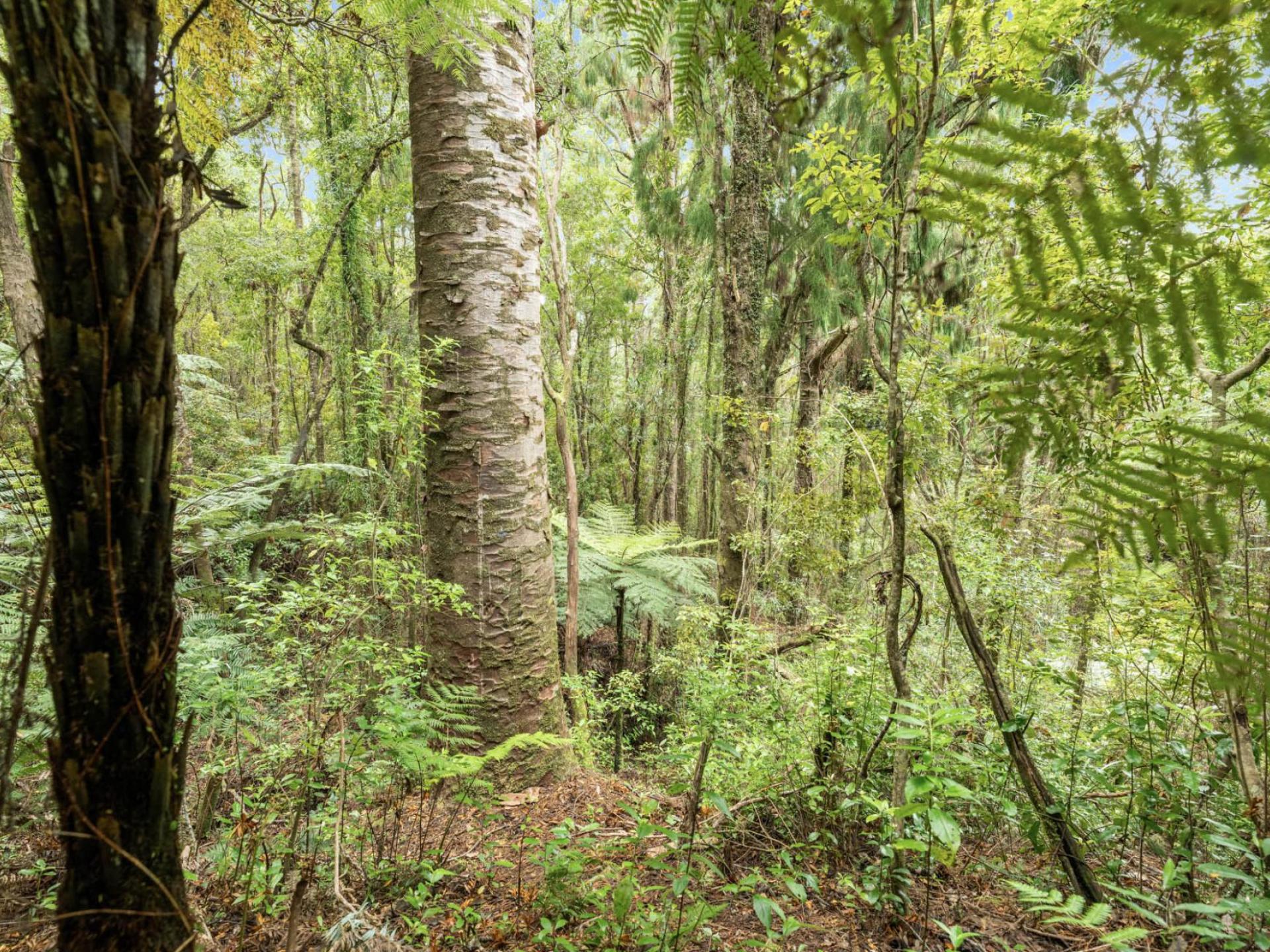 112 Hikuai School Road, Hikuai, Tairua 112 Hikuai School Road, Hikuai, Tairua