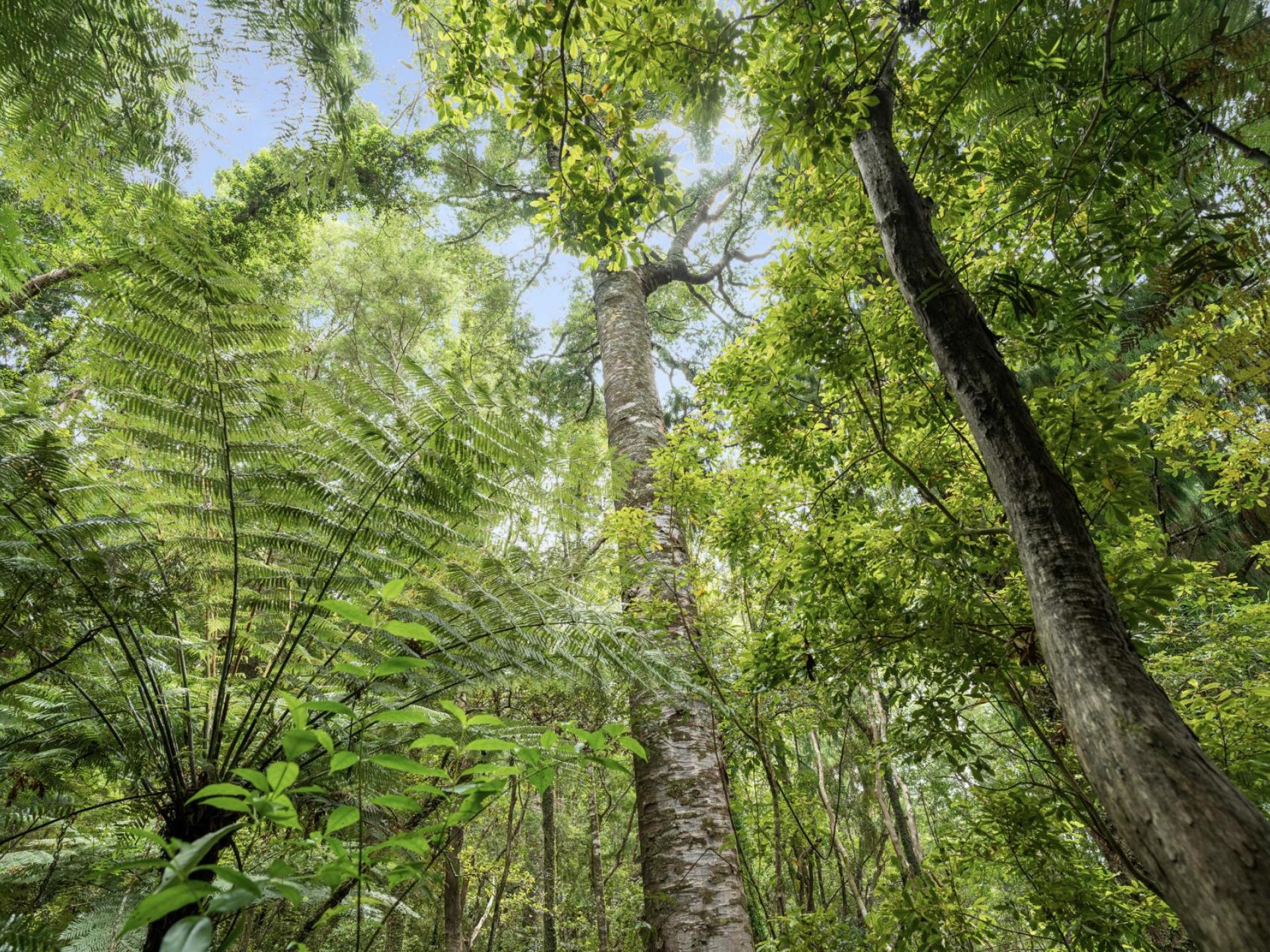 112 Hikuai School Road, Hikuai, Tairua 112 Hikuai School Road, Hikuai, Tairua