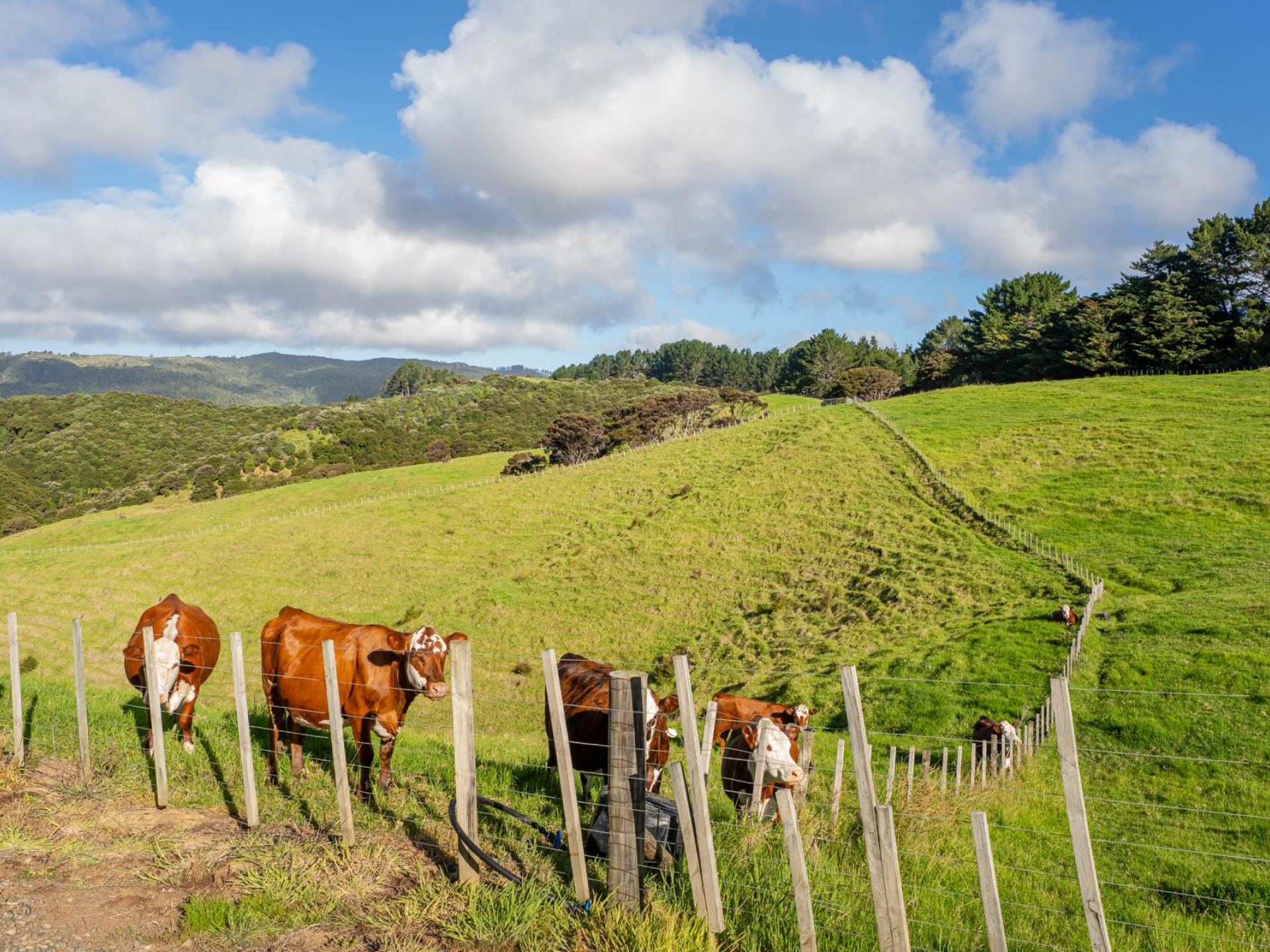 35 Peebles Lane, Kuaotunu 35 Peebles Lane, Kuaotunu