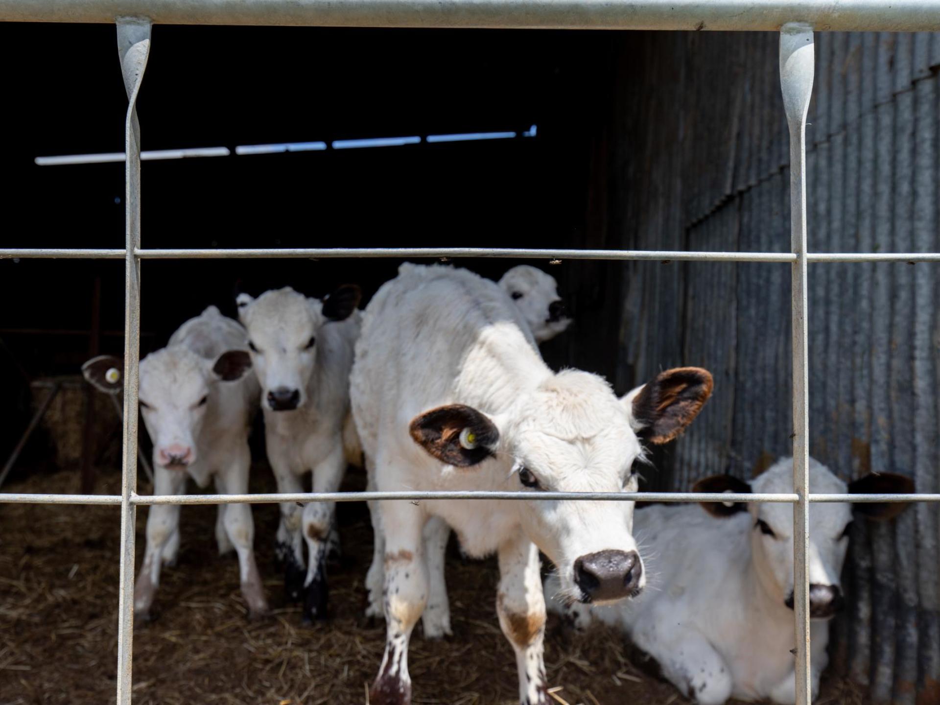 565 Hauraki Road, Turua 565 Hauraki Road, Turua