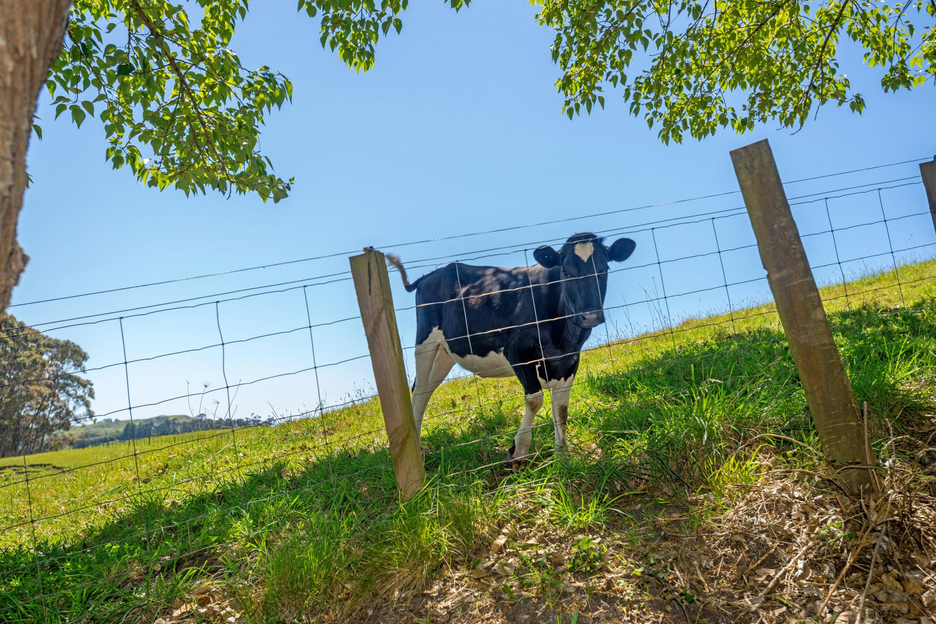 Wheatstone Road, Kaiti