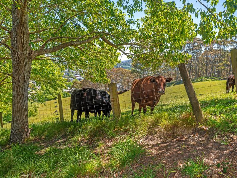 Wheatstone Road, Kaiti