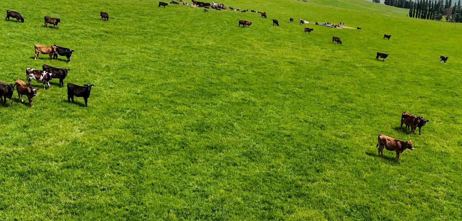 242 Caroline Valley Road