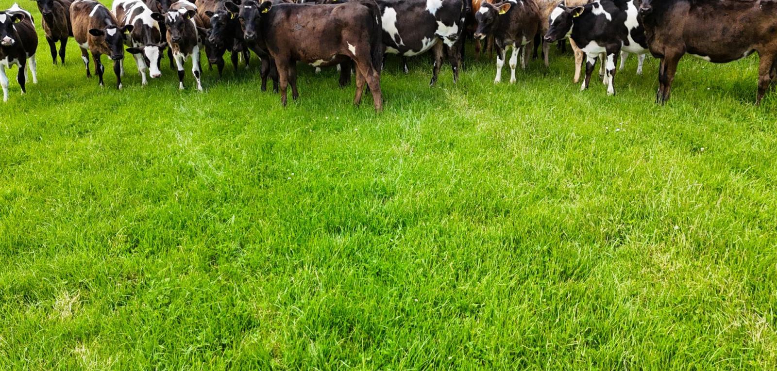 200 + 242 Caroline Valley Road