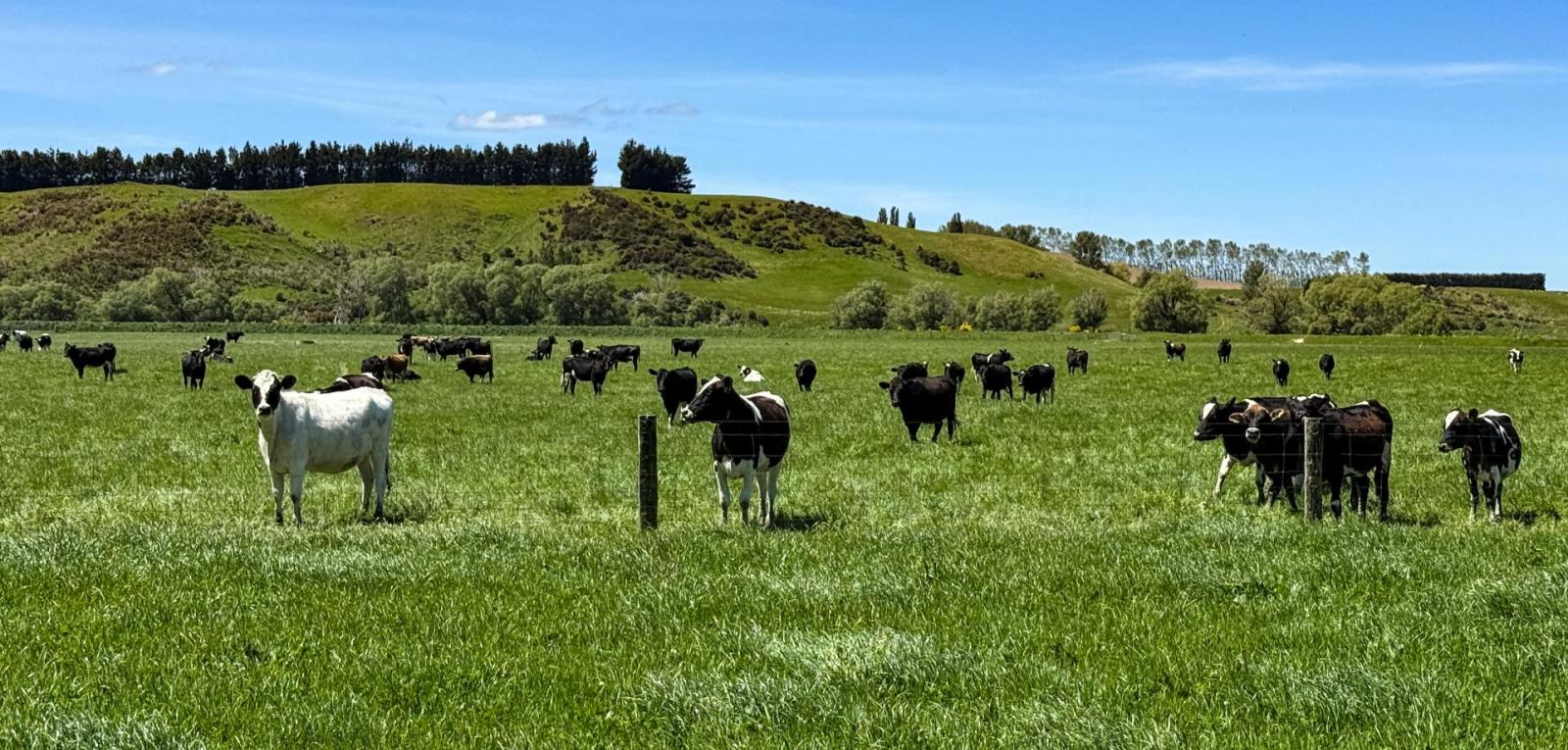 840 Ardlussa Cattleflat Road