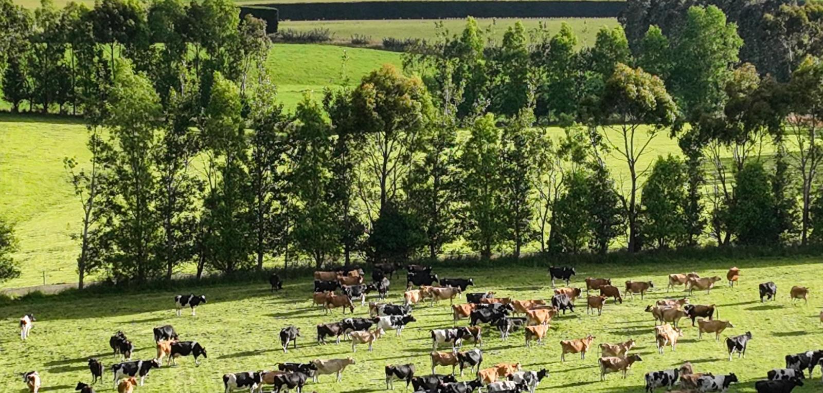 318 Waipango Ermedale Road