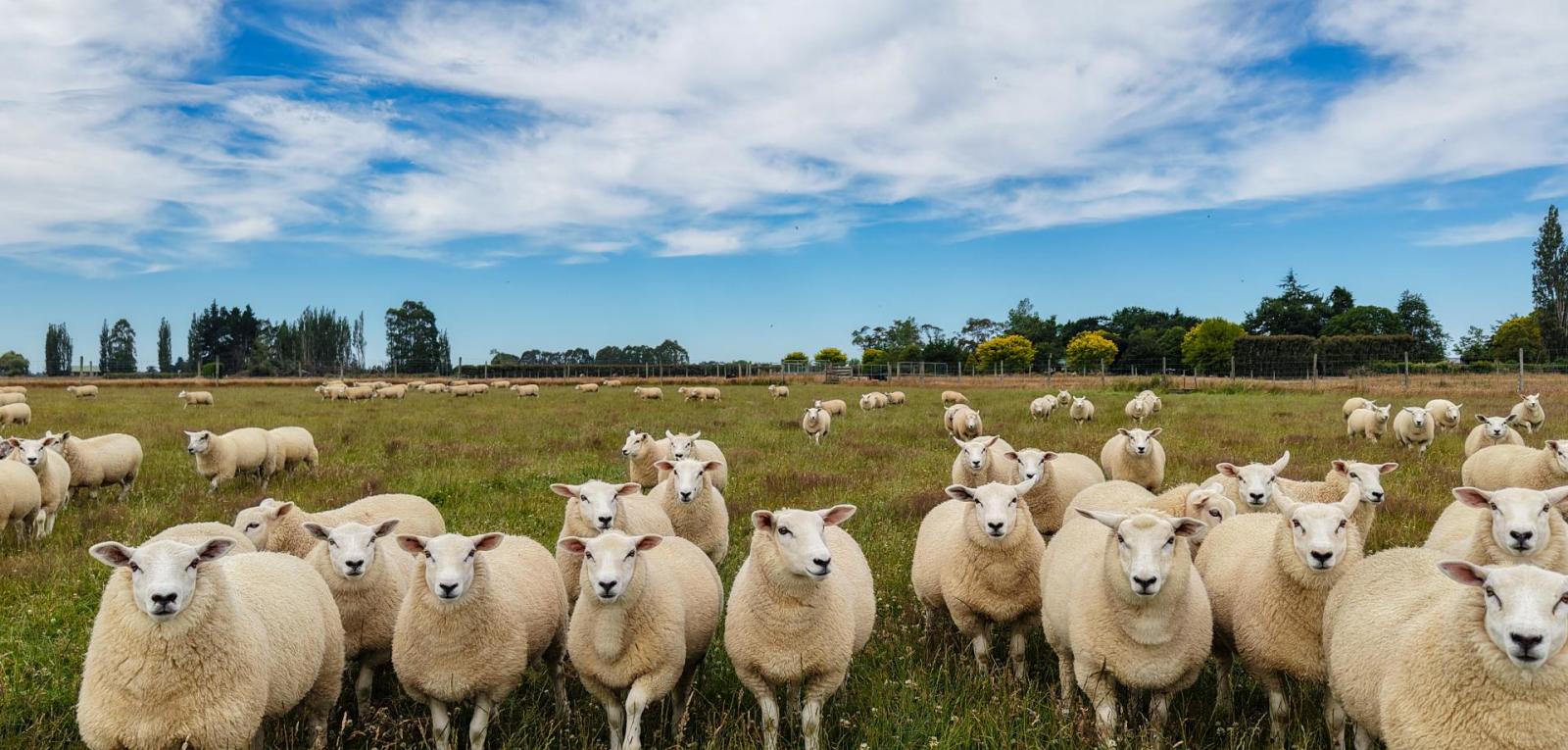 310 Drummond Oreti Road