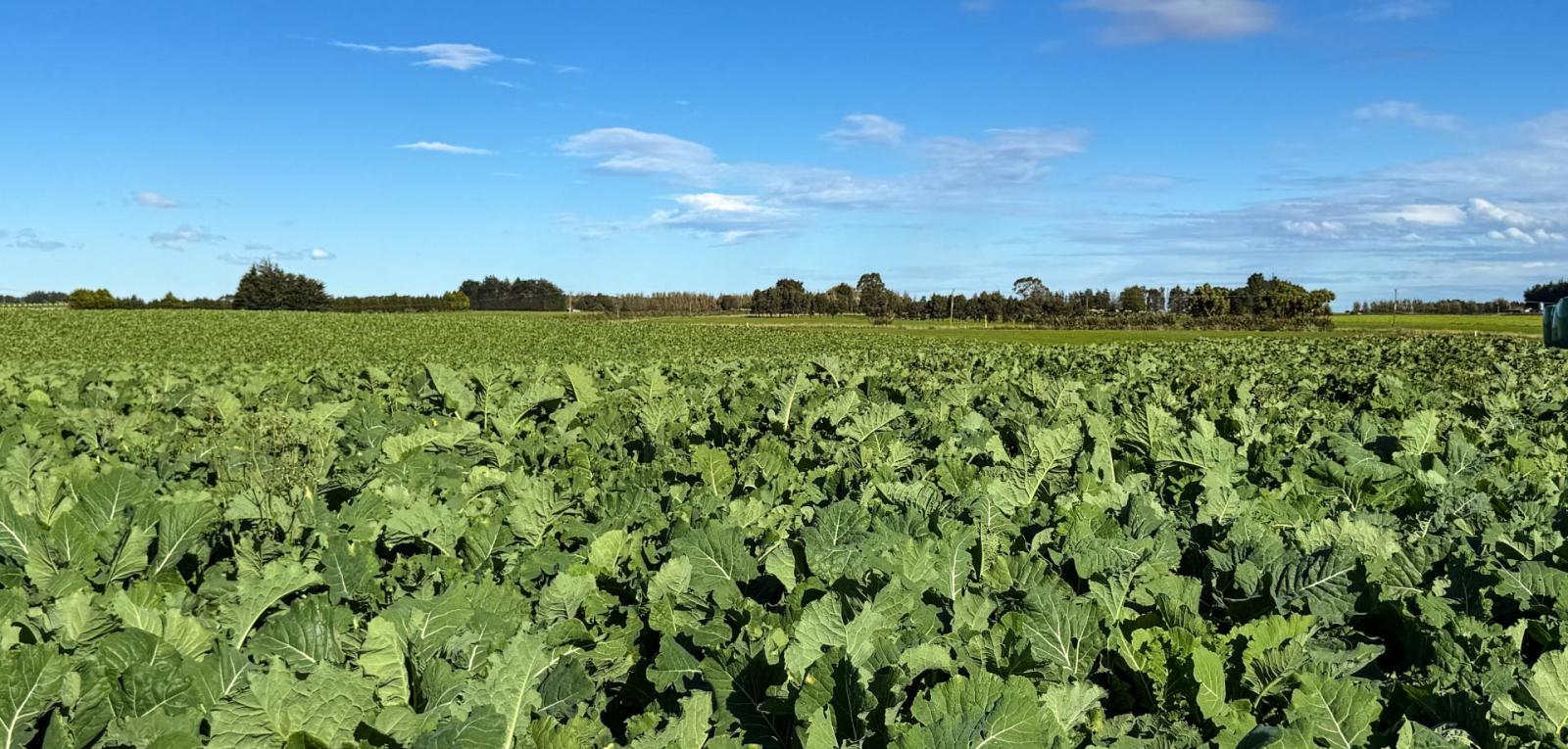 525 Woodlands-Morton Mains Road