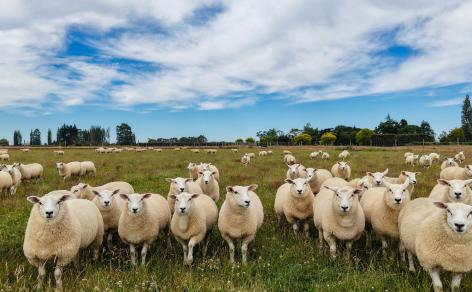 310 Drummond Oreti Road