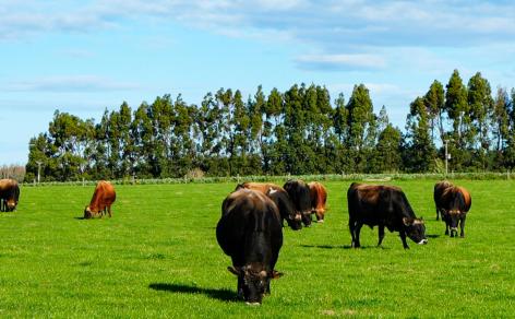 525 Woodlands-Morton Mains Road