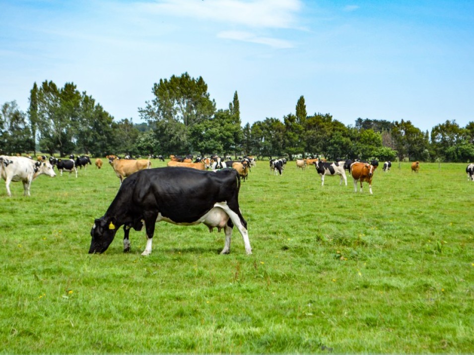 119 Terrace Road, Brydone