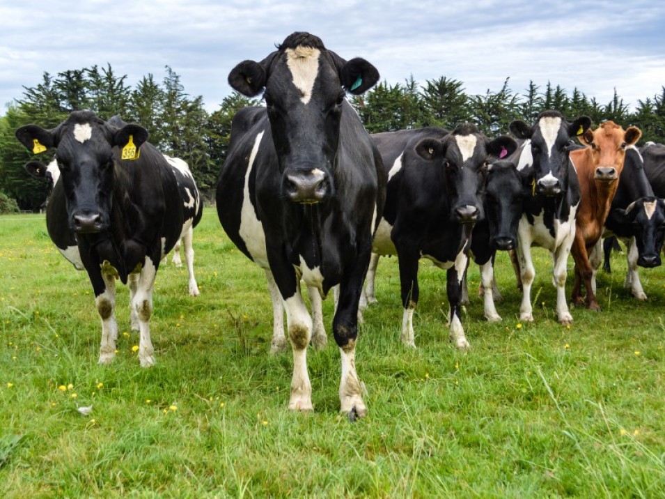 119 Terrace Road, Brydone