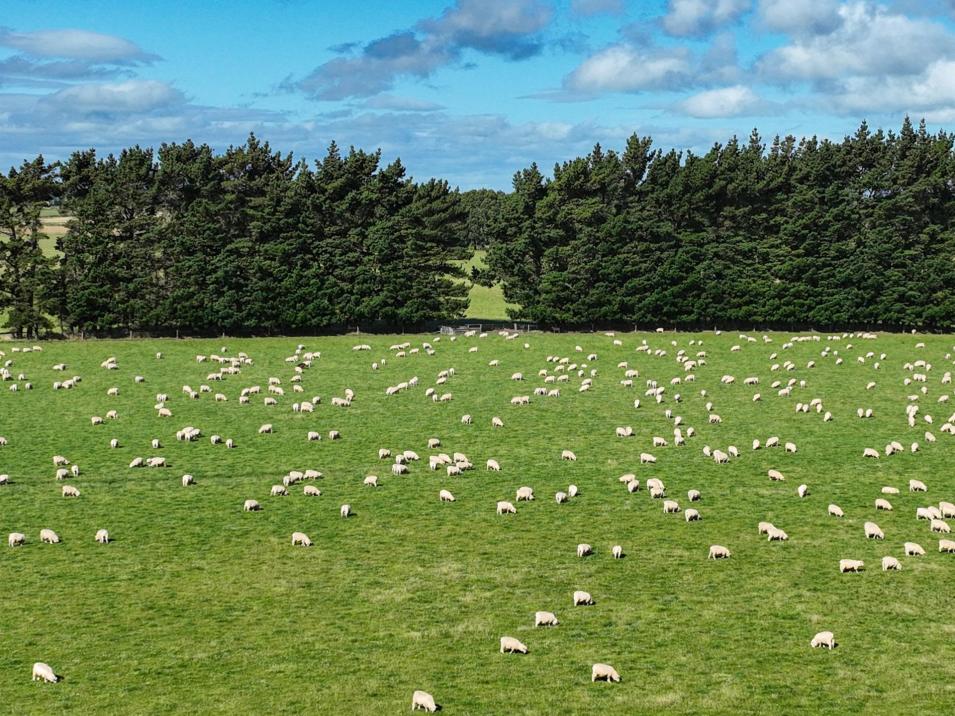 495. Thornbury Waimatuku Road, Thornbury