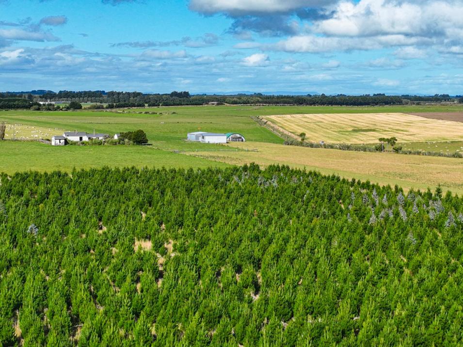 495- Thornbury Waimatuku Road, Thornbury