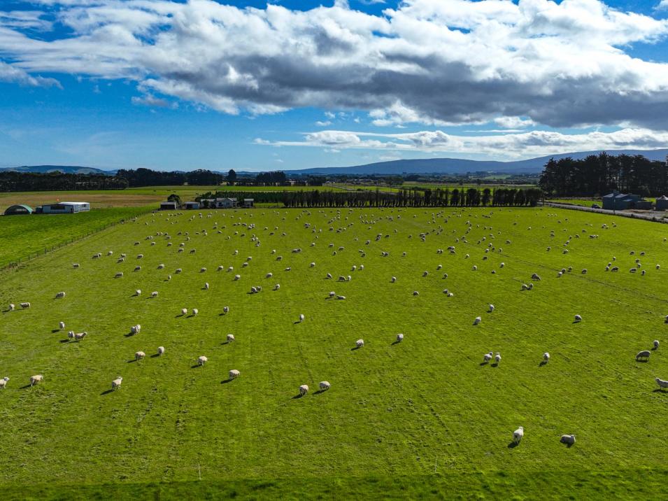 495- Thornbury Waimatuku Road, Thornbury
