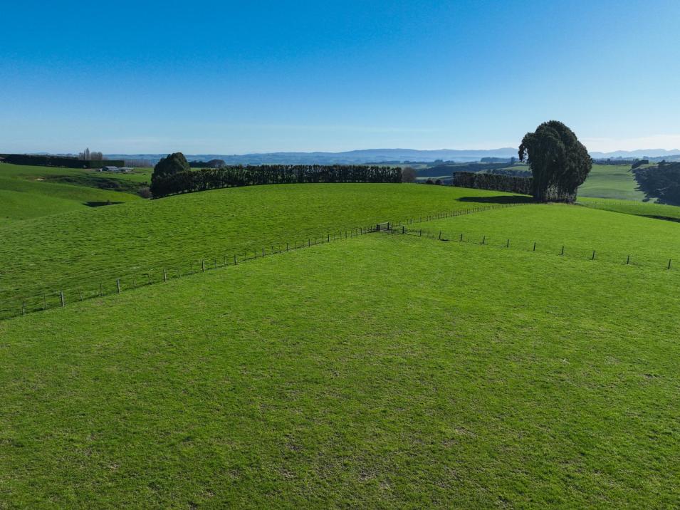 Camp Hill Road, Mimihau
