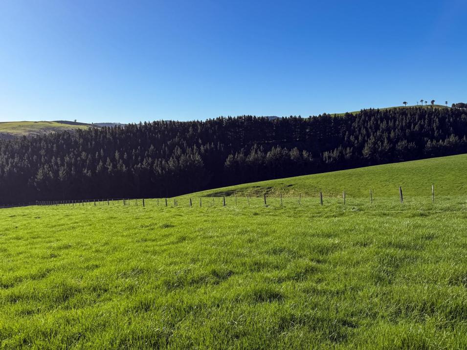 Camp Hill Road, Mimihau