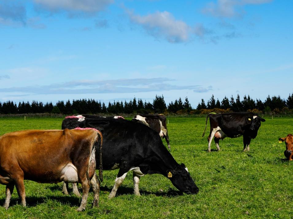 218 Channel Road, Springhills