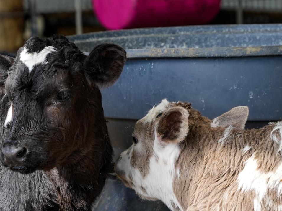 218 Channel Road, Springhills