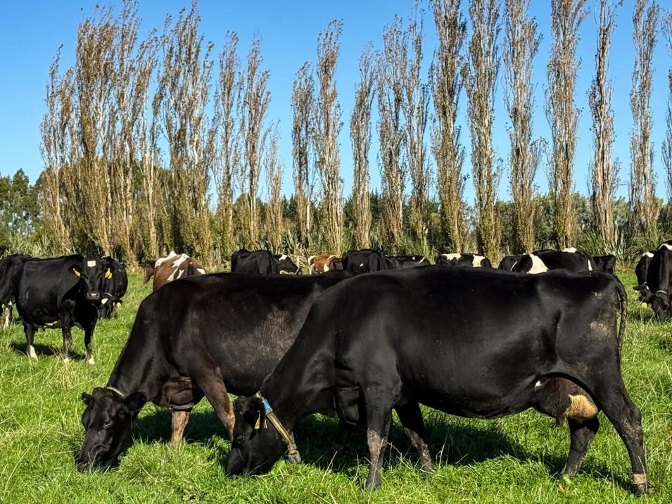 403 Island Edendale Road, Menzies Ferry