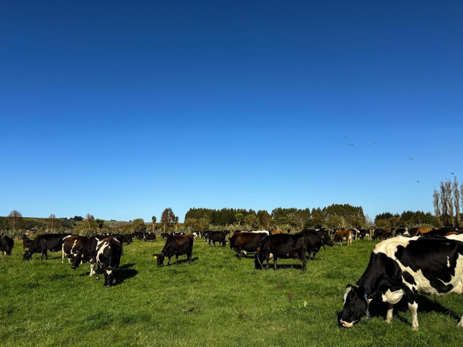 403 Island Edendale Road, Menzies Ferry