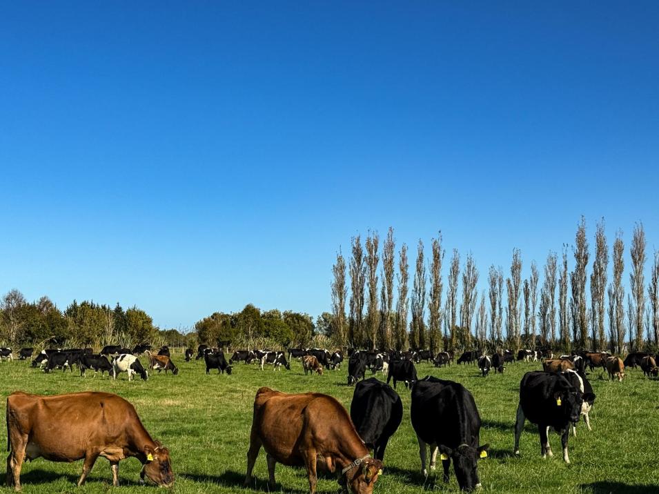 403 Island Edendale Road, Menzies Ferry