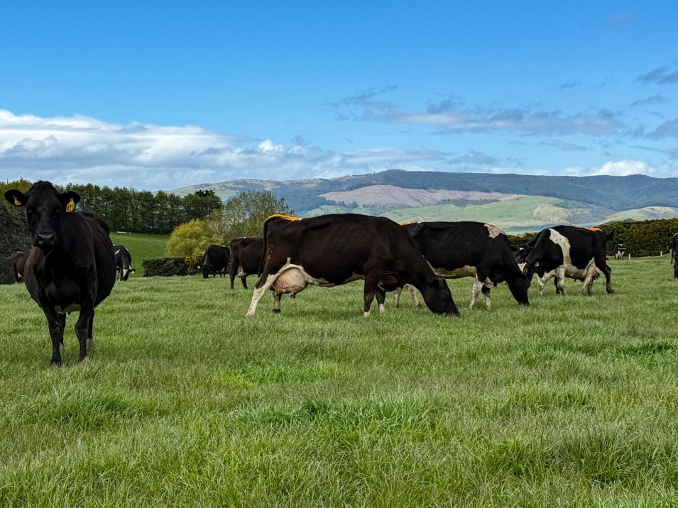 473 Clifden Gorge Road, Eastern Bush