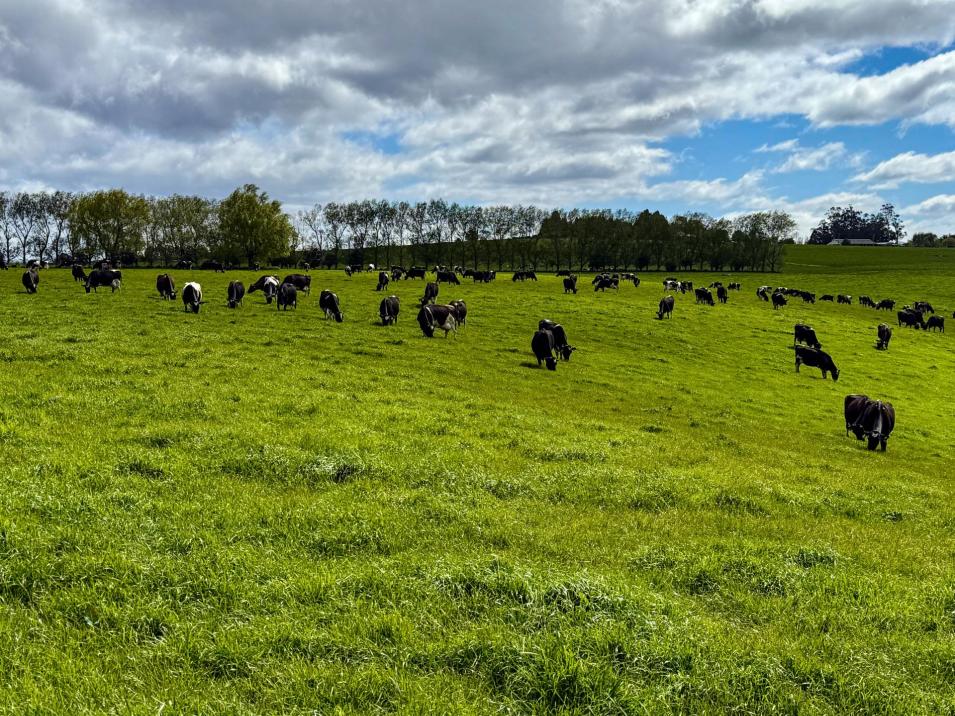 473 Clifden Gorge Road, Eastern Bush