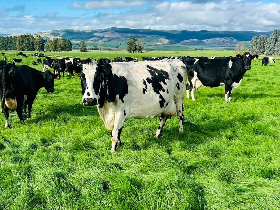 473 Clifden Gorge Road, Eastern Bush