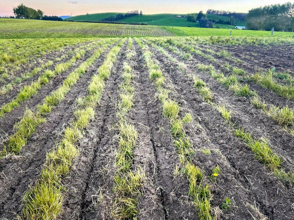 473 Clifden Gorge Road, Eastern Bush