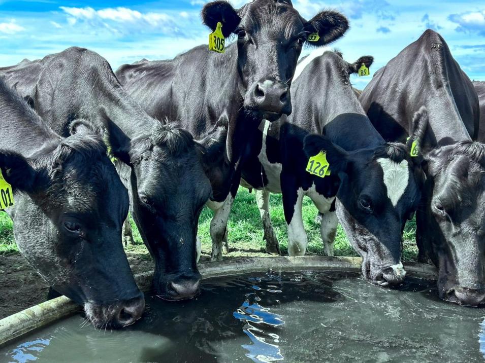 473 Clifden Gorge Road, Eastern Bush