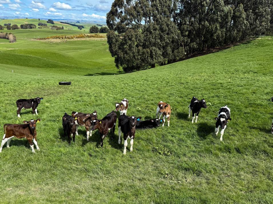 316 McDonald Road, Pukerau