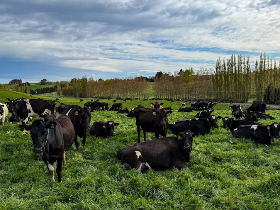 316 McDonald Road, Pukerau