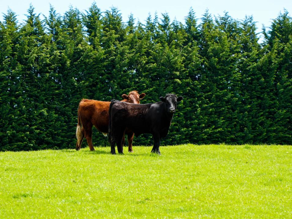 159 Ardlussa Road, Longridge North