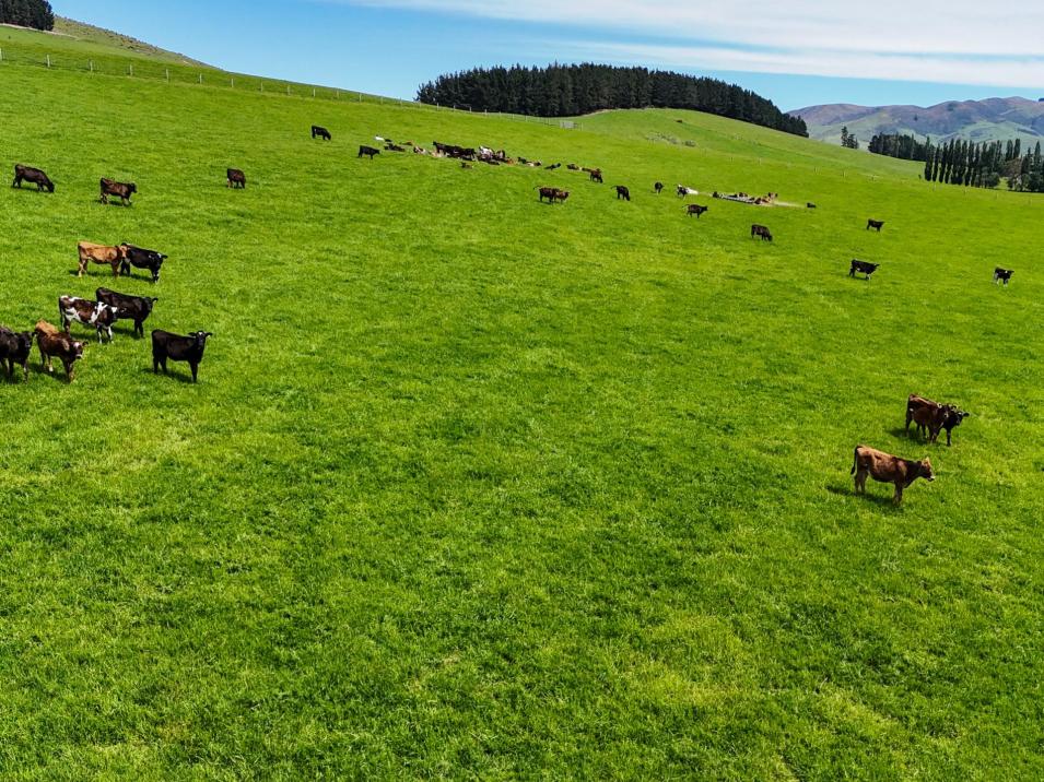 242 Caroline Valley Road, Caroline