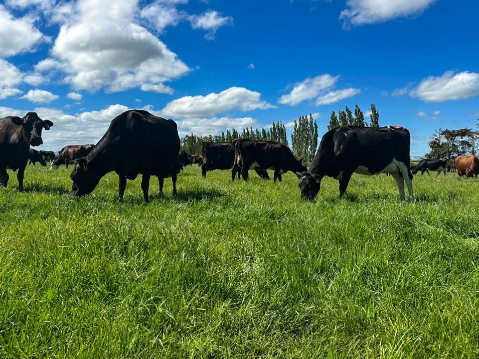 132 Guise Road, Aparima