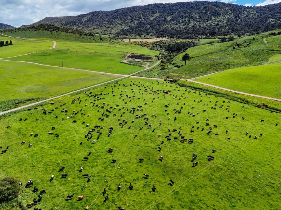 1024 Owaka Valley Road, Owaka