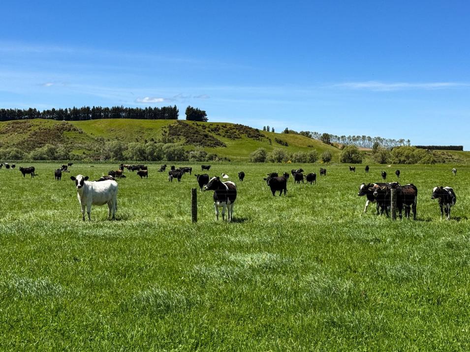 840 Ardlussa Cattleflat Road, Cattle Flat