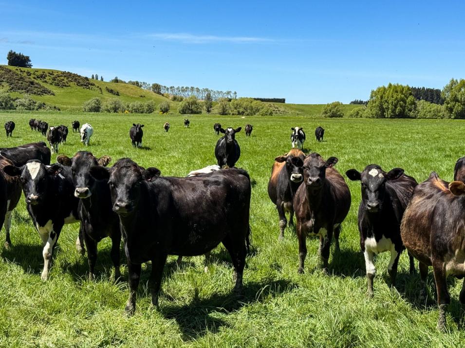 840 Ardlussa Cattleflat Road, Cattle Flat