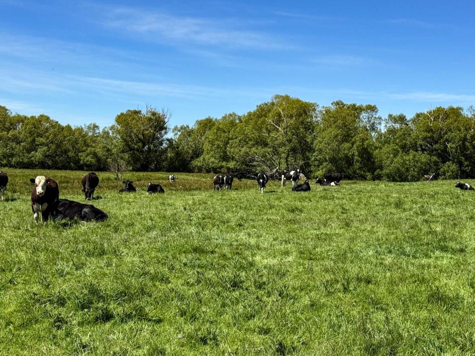 840 Ardlussa Cattleflat Road, Cattle Flat