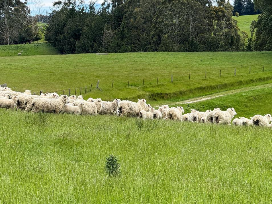 144 Block Road, Pukeawa