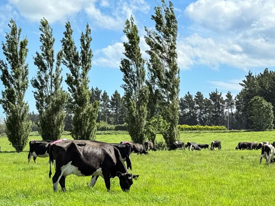 296 Oporo Flat Road, Oporo