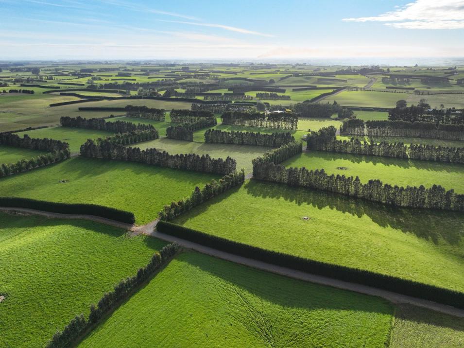 318 Waipango Ermedale Road, Gummies Bush