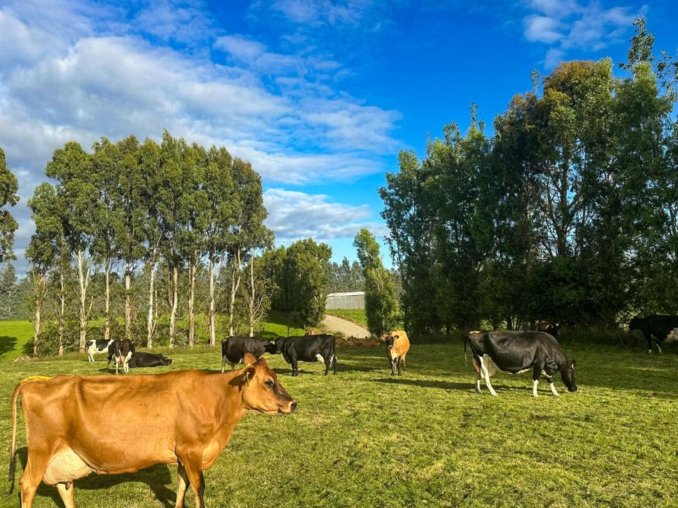 318 Waipango Ermedale Road, Gummies Bush